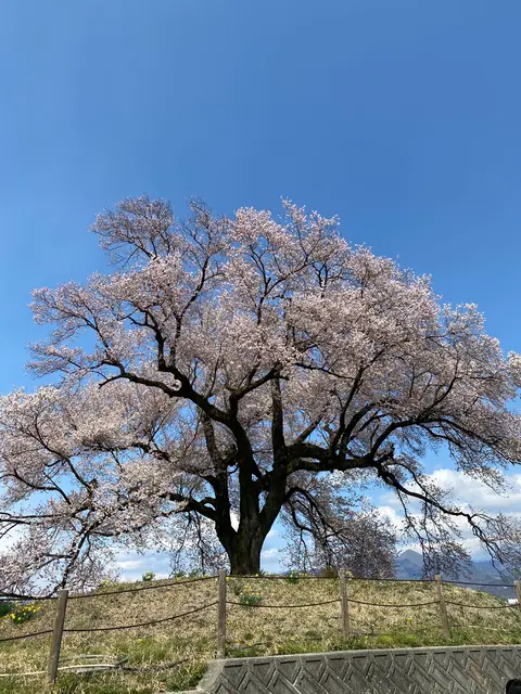 わに塚のサクラ