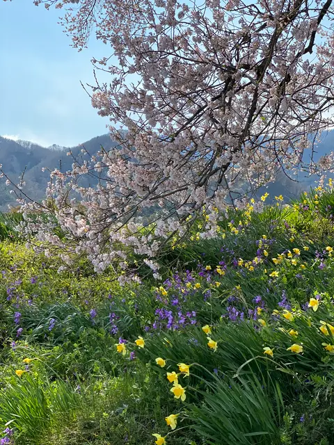 わに塚のサクラ