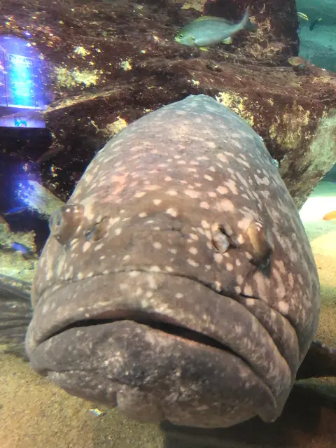 九十九島水族館海きらら