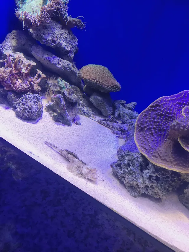 沼津港深海水族館