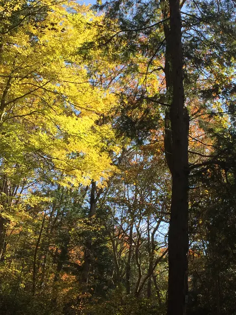 益子県立自然公園 益子の森