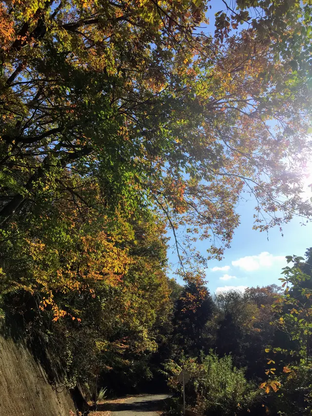 益子県立自然公園 益子の森