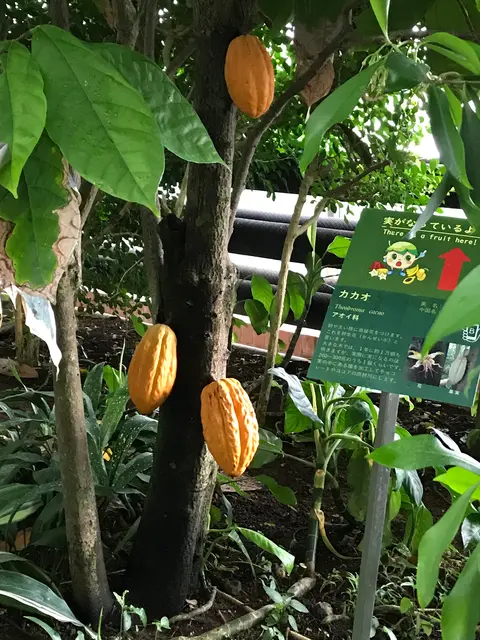 東京都夢の島熱帯植物館