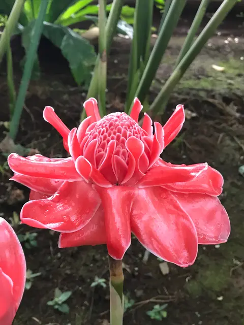 東京都夢の島熱帯植物館