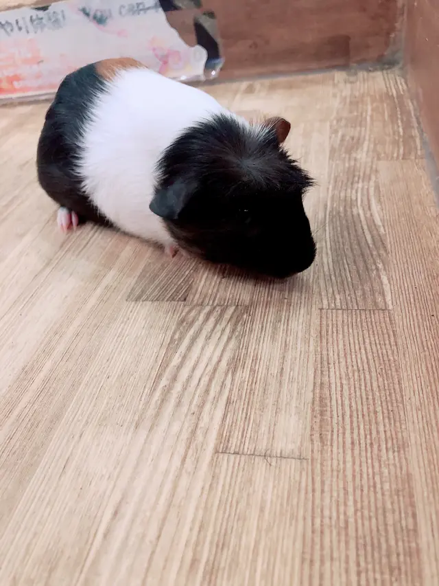 小動物カフェ ROCK STAR