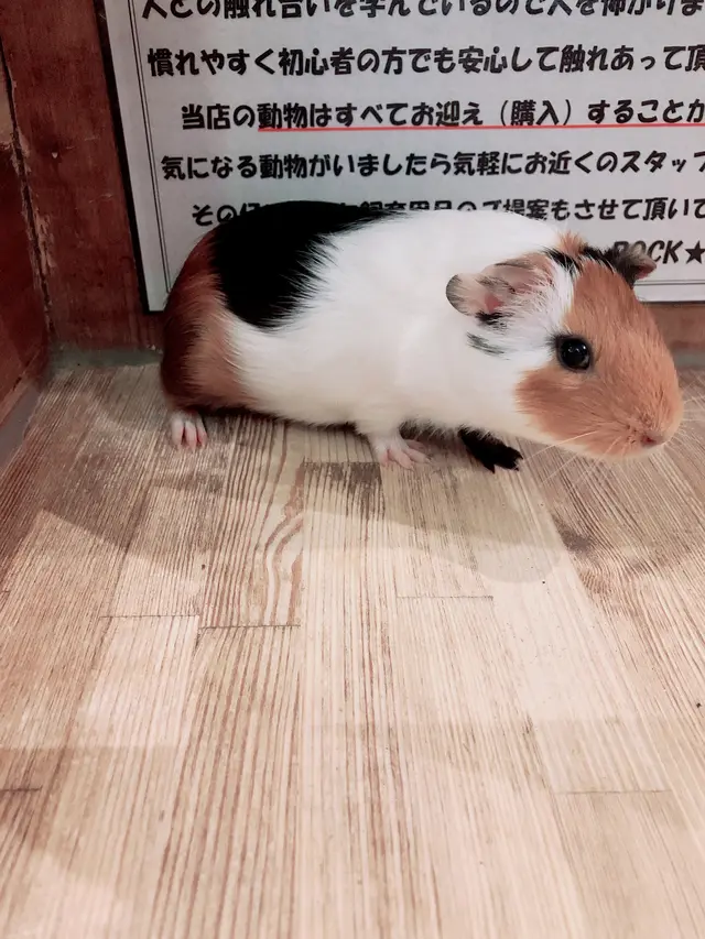 小動物カフェ ROCK STAR