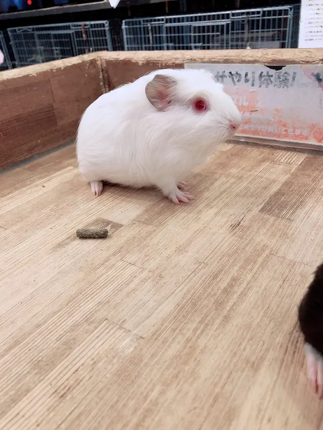 小動物カフェ ROCK STAR