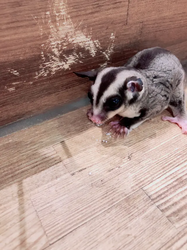 小動物カフェ ROCK STAR