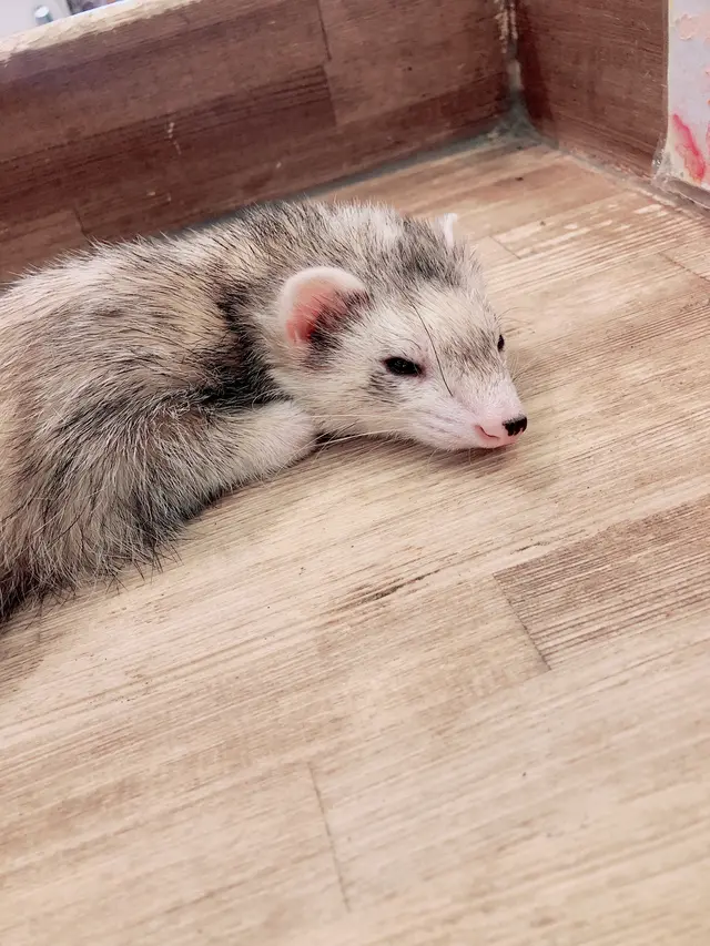 小動物カフェ ROCK STAR