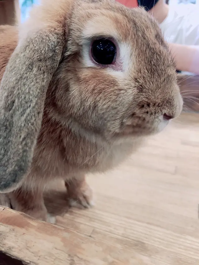 小動物カフェ ROCK STAR