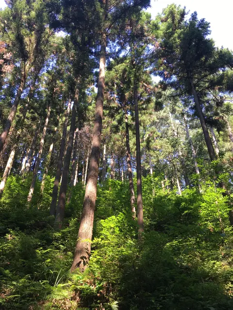 塩澤山 寳光寺 鹿野大佛