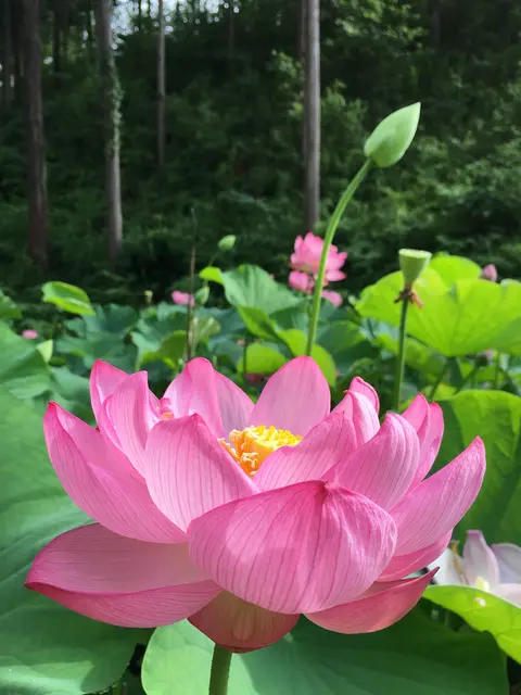 塩澤山 寳光寺 鹿野大佛