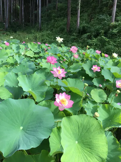 塩澤山 寳光寺 鹿野大佛