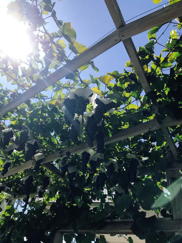 ロリアンワイン白百合醸造