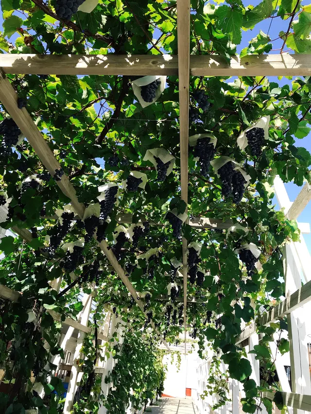 ロリアンワイン白百合醸造