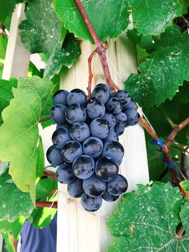 ロリアンワイン白百合醸造