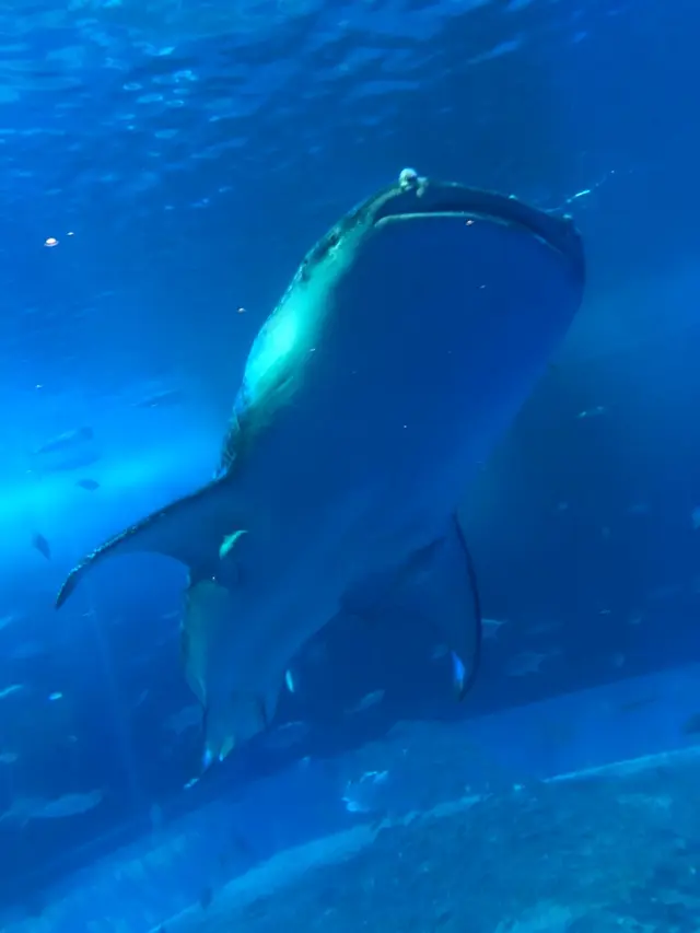 沖縄美ら海水族館