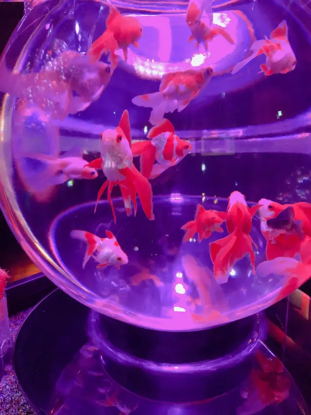 アートアクアリウム美術館