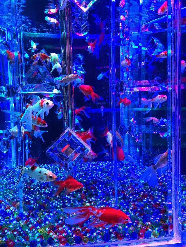 アートアクアリウム美術館