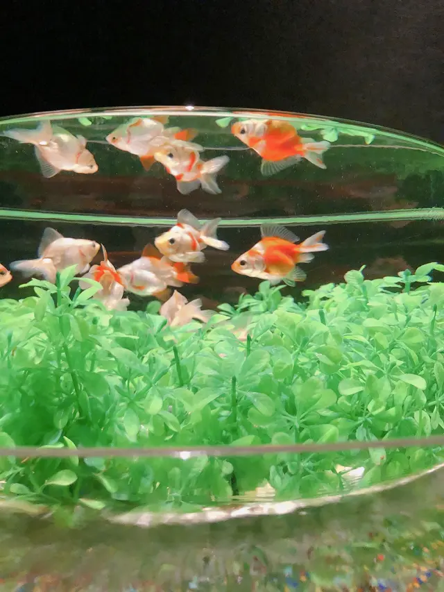 アートアクアリウム美術館