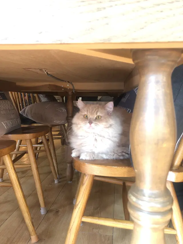 猫カフェモカラウンジ 池袋東口店