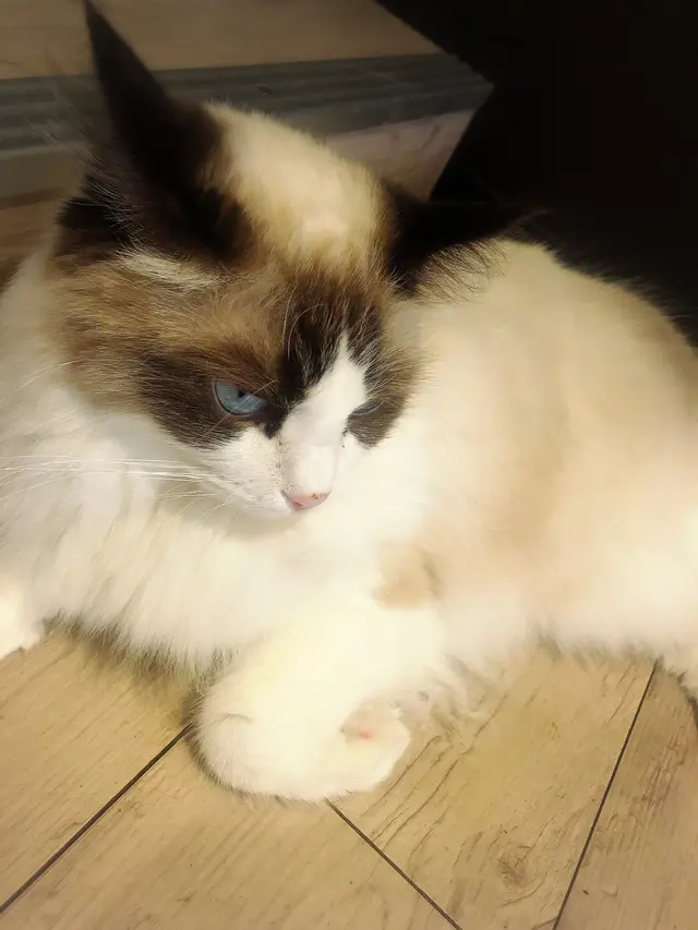 猫カフェモカラウンジ 池袋東口店
