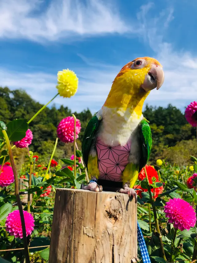 両神山麓 花の郷 ダリア園