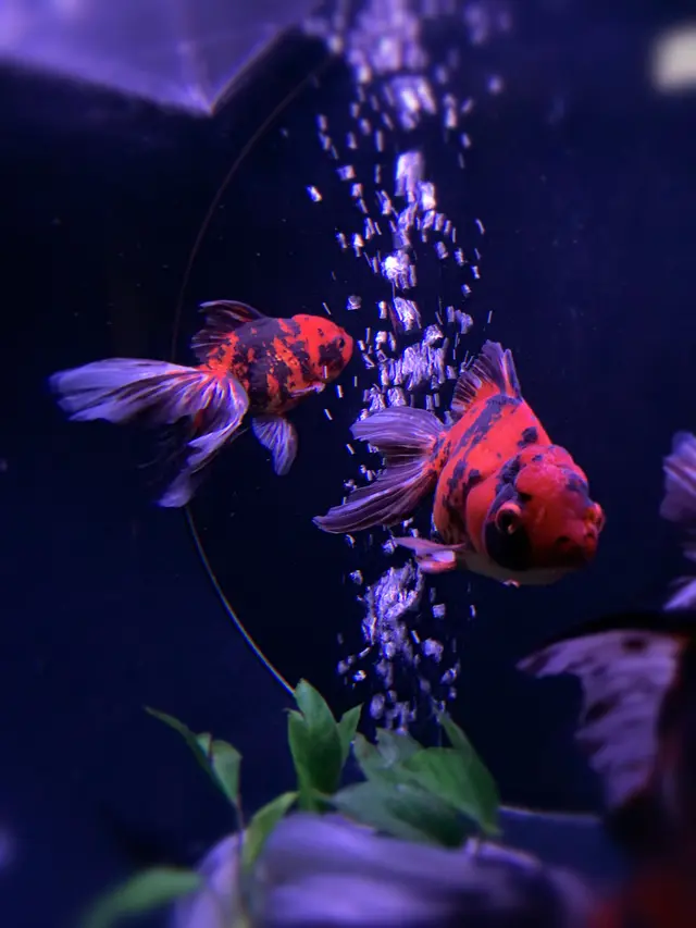 アートアクアリウム美術館