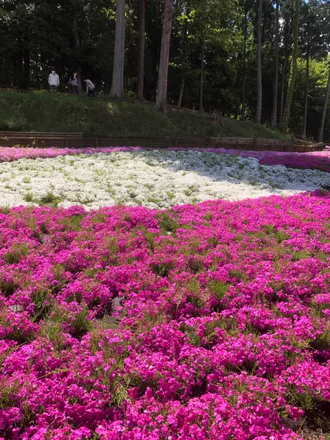 羊山公園