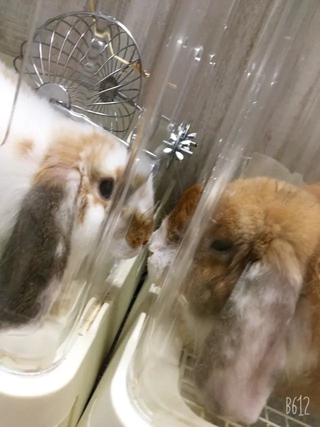 アニマルカフェ Haru-Haru Farm