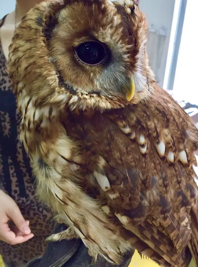 猛禽カフェ ファルコン