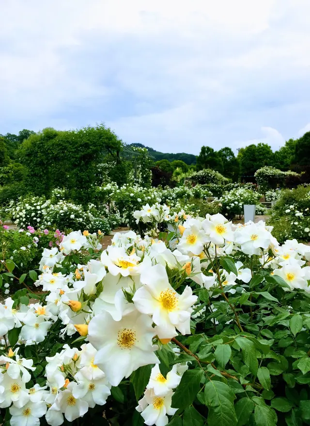 花フェスタ記念公園