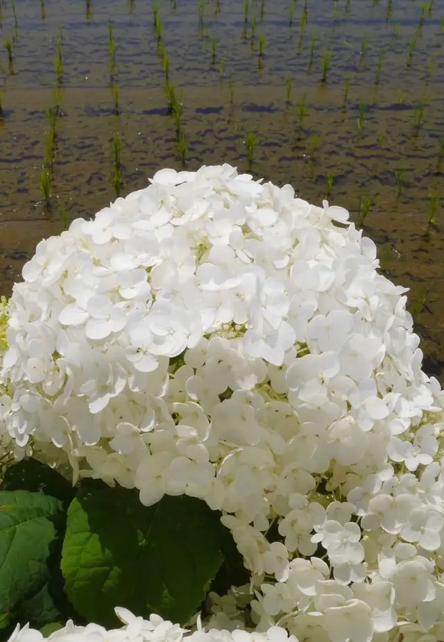 開成あじさいの里