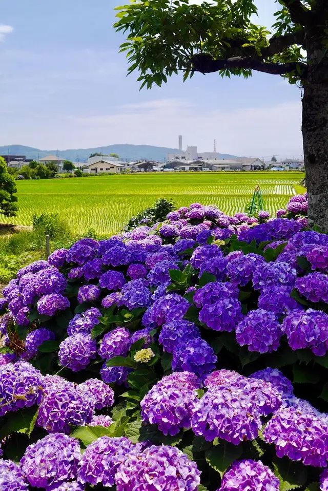 開成あじさいの里
