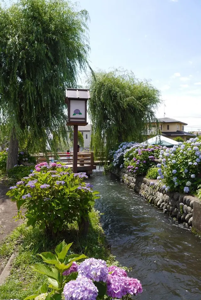 開成あじさいの里