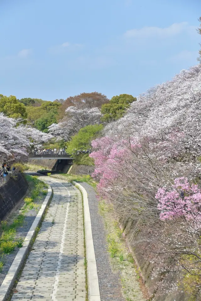 国営昭和記念公園