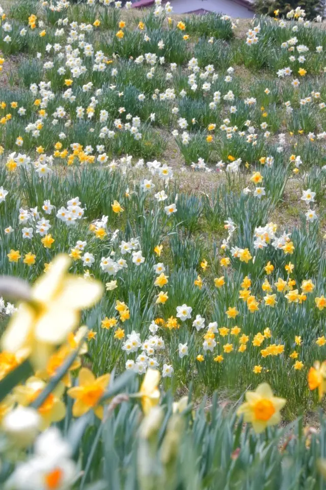 光前寺前のスイセン