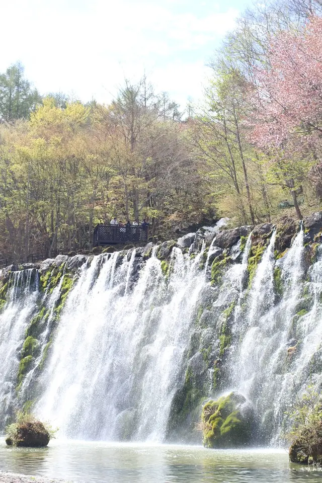 山中湖花の都公園
