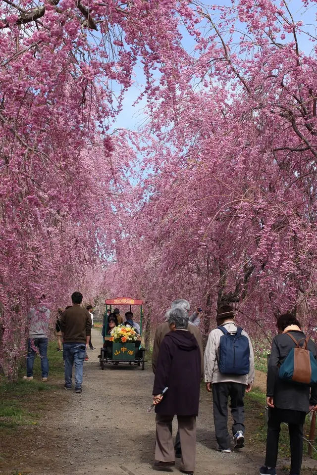 山中湖花の都公園