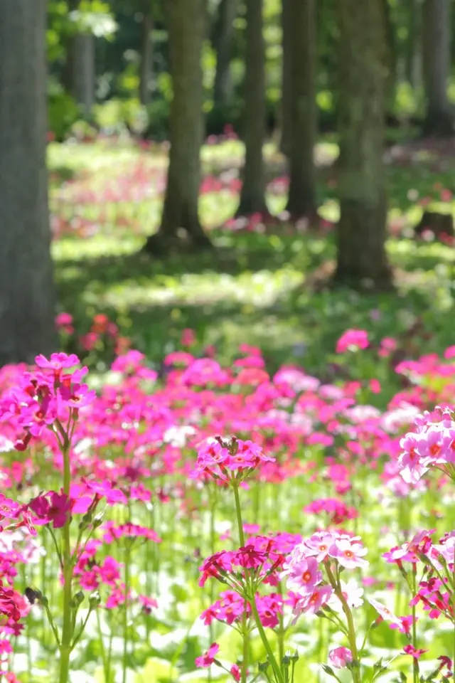 花の森四十八滝山野草花園