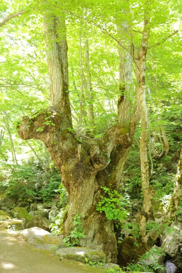 県立自然公園宇津江四十八滝