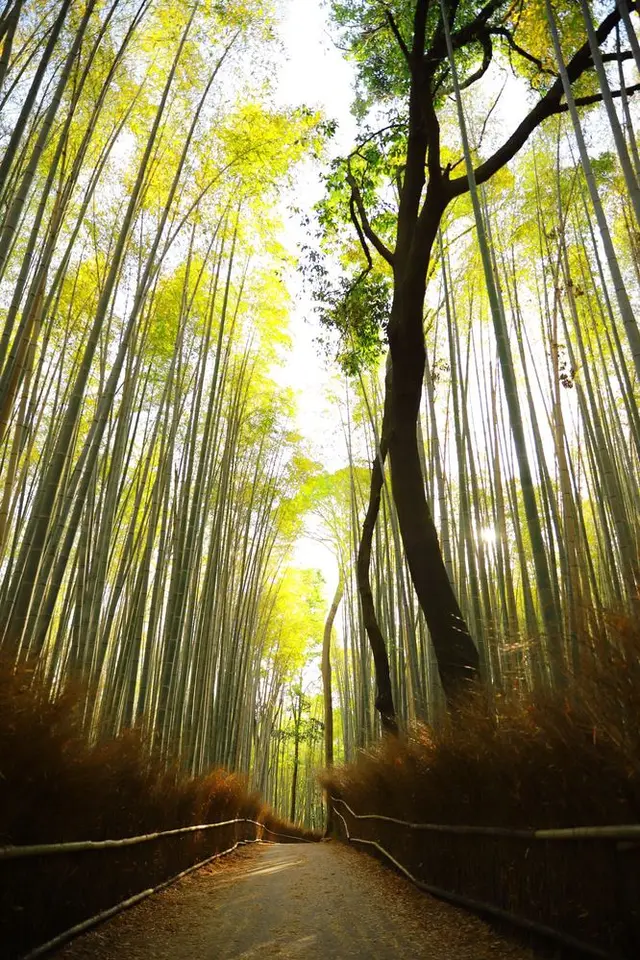 嵐山 竹林の小径