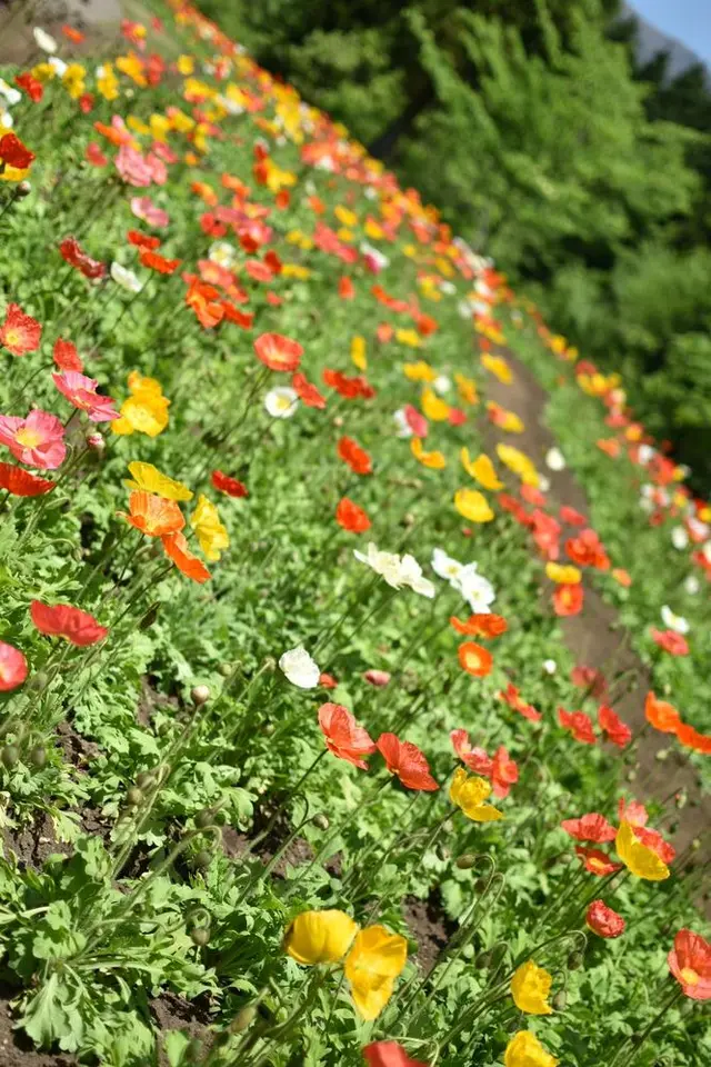 くじゅう花公園