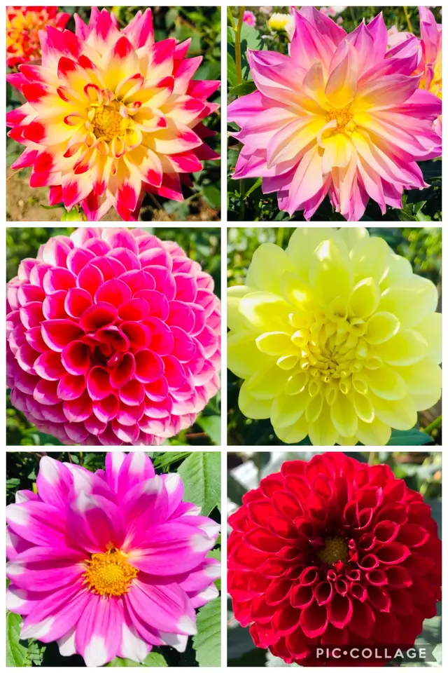 両神山麓 花の郷 ダリア園