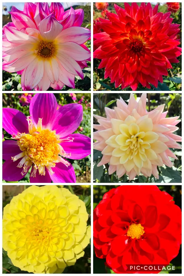 両神山麓 花の郷 ダリア園