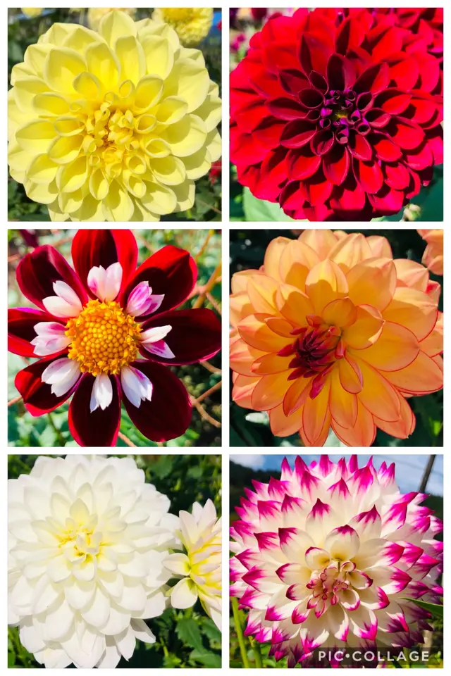 両神山麓 花の郷 ダリア園