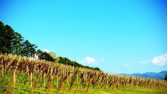 映画『ぶどうのなみだ』北海道ワイナリーと小樽の旅