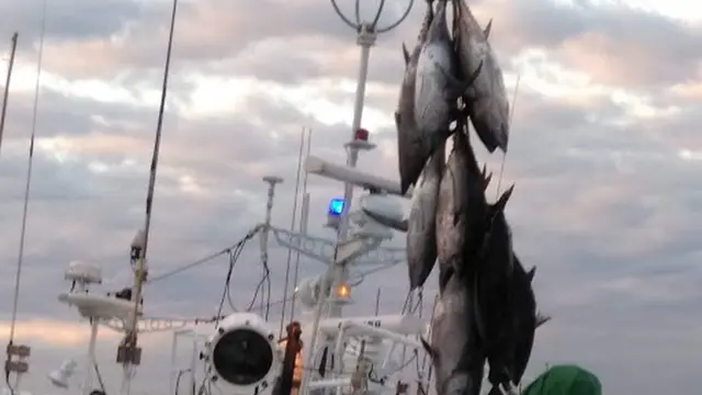 勝浦漁港のマグロの水揚げ
