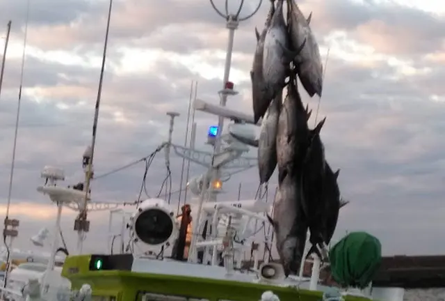 勝浦漁港のマグロの水揚げ