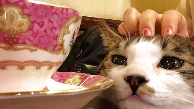 【新宿】こんなお店見たことない!1人でも楽しめる変わったカフェまとめ